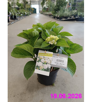 Hydrangea macr. 'Wudu'® C 2,5 L